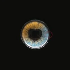 Sweety Anime Shining Heart Blue Brown -Cosplay shiningheartsblue02