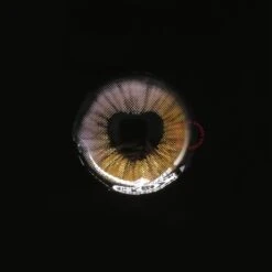 Sweety Anime Shining Heart Violet Brown 9 Sweety Anime Shining Heart Violet Brown -Cosplay shiningheartspurple02